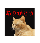茶トラのスタンプ。（個別スタンプ：12）
