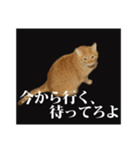 茶トラのスタンプ。（個別スタンプ：13）
