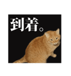 茶トラのスタンプ。（個別スタンプ：14）