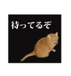茶トラのスタンプ。（個別スタンプ：15）