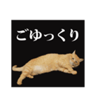 茶トラのスタンプ。（個別スタンプ：16）