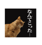 茶トラのスタンプ。（個別スタンプ：17）