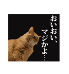 茶トラのスタンプ。（個別スタンプ：18）
