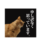 茶トラのスタンプ。（個別スタンプ：19）