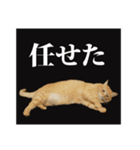 茶トラのスタンプ。（個別スタンプ：20）