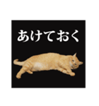 茶トラのスタンプ。（個別スタンプ：24）