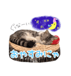 なめちまるスタンプ（個別スタンプ：3）