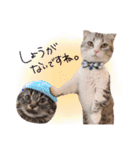 なめちまるスタンプ（個別スタンプ：11）