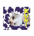 なめちまるスタンプ（個別スタンプ：19）