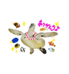 沖縄の海ガメとクマノミ達（個別スタンプ：2）