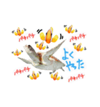 沖縄の海ガメとクマノミ達（個別スタンプ：6）