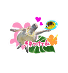沖縄の海ガメとクマノミ達（個別スタンプ：12）