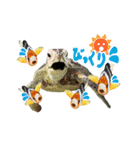 沖縄の海ガメとクマノミ達（個別スタンプ：15）