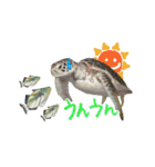 沖縄の海ガメとクマノミ達（個別スタンプ：16）