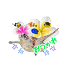 沖縄の海ガメとクマノミ達（個別スタンプ：17）