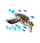 沖縄の海ガメとクマノミ達（個別スタンプ：19）