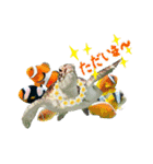沖縄の海ガメとクマノミ達（個別スタンプ：20）
