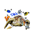 沖縄の海ガメとクマノミ達（個別スタンプ：23）