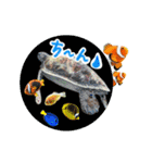 沖縄の海ガメとクマノミ達（個別スタンプ：24）