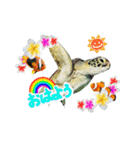 沖縄の海ガメとクマノミ達（個別スタンプ：25）