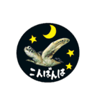 沖縄の海ガメとクマノミ達（個別スタンプ：27）