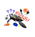 沖縄の海ガメとクマノミ達（個別スタンプ：31）