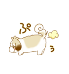 ベラ・ザ・シーズー（個別スタンプ：6）