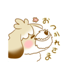 ベラ・ザ・シーズー（個別スタンプ：13）