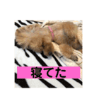 トイプードルふわちゃん2（個別スタンプ：4）