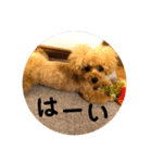 トイプードルふわちゃん2（個別スタンプ：18）