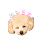 しょこえま（個別スタンプ：1）