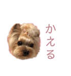 しょこえま（個別スタンプ：8）