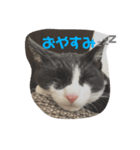 こてつくんだよ2（個別スタンプ：1）