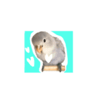 まいにち コザクラインコ（個別スタンプ：1）