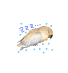 まいにち コザクラインコ（個別スタンプ：2）
