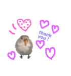 まいにち コザクラインコ（個別スタンプ：3）