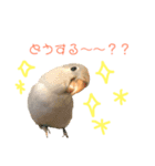 まいにち コザクラインコ（個別スタンプ：5）