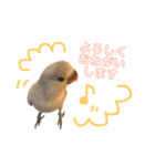 まいにち コザクラインコ（個別スタンプ：6）