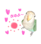 まいにち コザクラインコ（個別スタンプ：10）