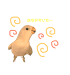 まいにち コザクラインコ（個別スタンプ：12）