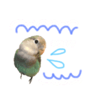 まいにち コザクラインコ（個別スタンプ：14）