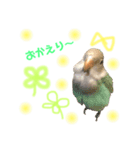 まいにち コザクラインコ（個別スタンプ：16）