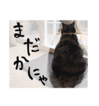 にゃーことちゃこ（個別スタンプ：1）