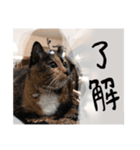 にゃーことちゃこ（個別スタンプ：2）