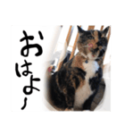 にゃーことちゃこ（個別スタンプ：3）