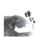 にゃーことちゃこ（個別スタンプ：5）