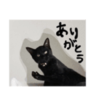 にゃーことちゃこ（個別スタンプ：6）