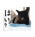 にゃーことちゃこ（個別スタンプ：7）