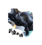 にゃーことちゃこ（個別スタンプ：8）