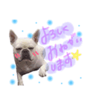 ふれんちぶるどっぐのpua3‪‪❤︎‬（個別スタンプ：2）